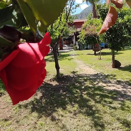 Flora Cirali Rum i privatbostad