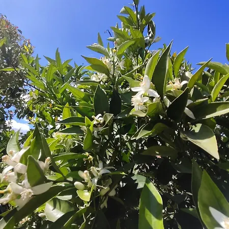 Flora Cirali Rum i privatbostad Kemer