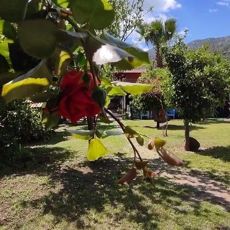 Flora Cirali * Kemer