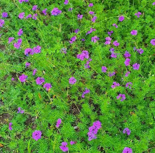 منزل للإقامة Flora Cirali