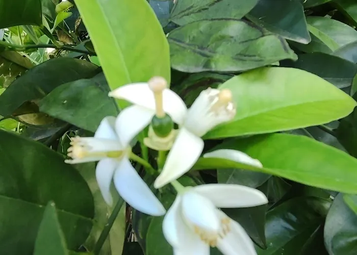 منزل للإقامة Flora Cirali