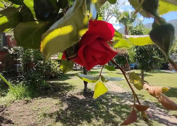 Flora Cirali * كمر