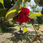 Flora Cirali * Kemer