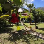Flora Cirali * Kemer