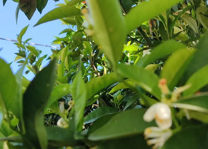 Flora çıralı Séjour chez l'habitant