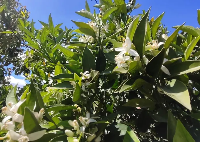 Flora çıralı Séjour chez l'habitant Kemer