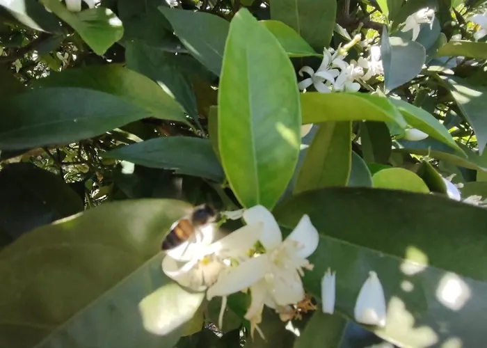 Séjour chez l'habitant Flora çıralı