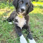 Flora Cirali *