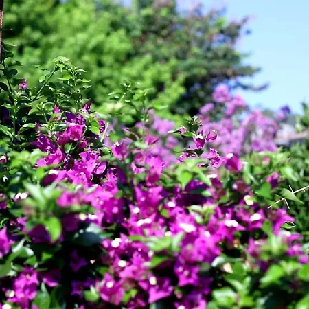 Flora çıralı *