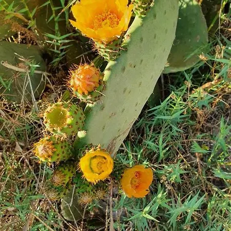 Flora Cirali * קמר