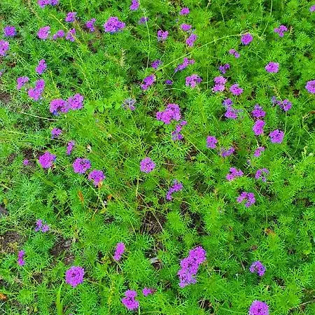 בית אירוח Flora Cirali