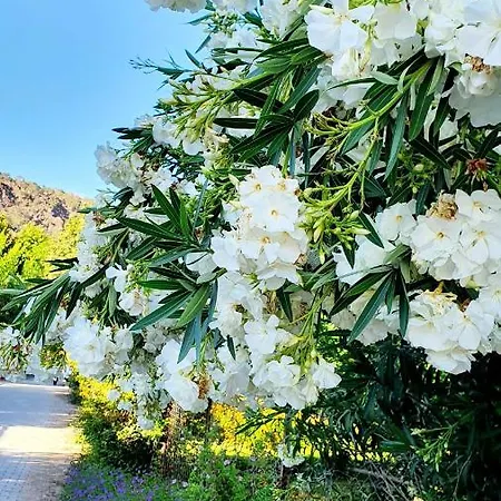 Quarto em Acomodações Particulares Flora çıralı