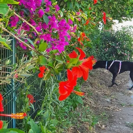 Flora çıralı Kemer