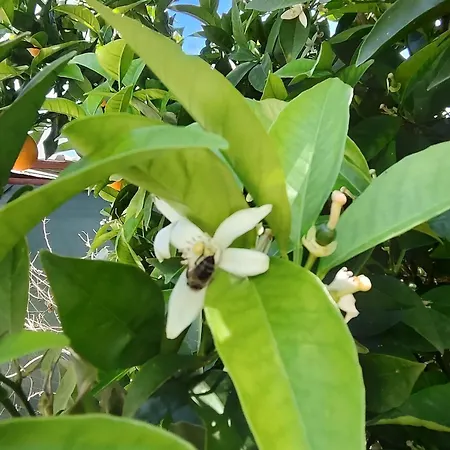Pansiyon Flora çıralı *