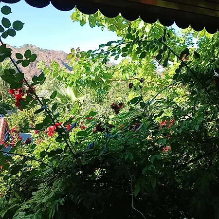 Flora çıralı Pansiyon *
