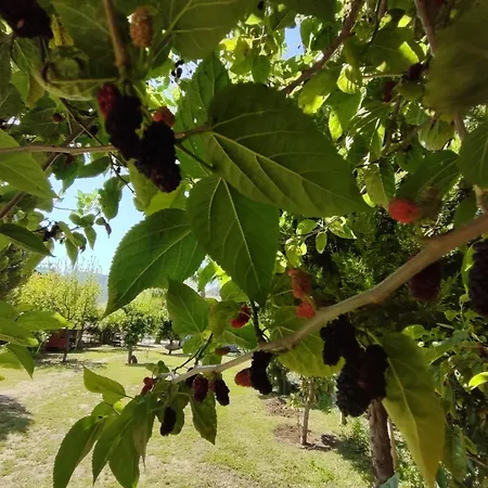 Flora çıralı Kemer