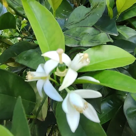 בית אירוח Flora Cirali