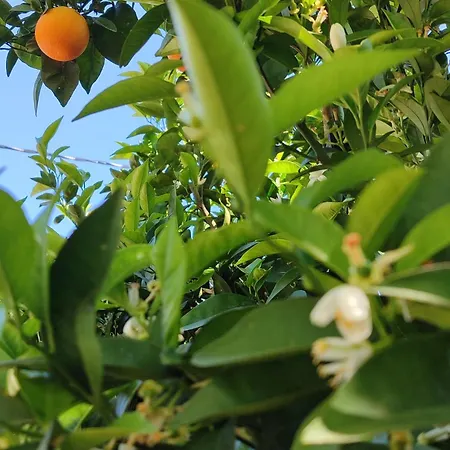 Flora Cirali בית אירוח