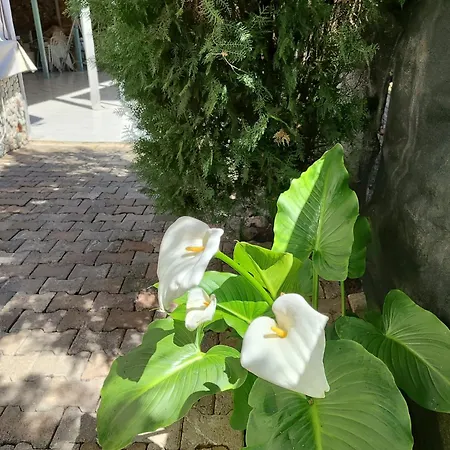 Accommodatie bij particulieren Flora Cirali