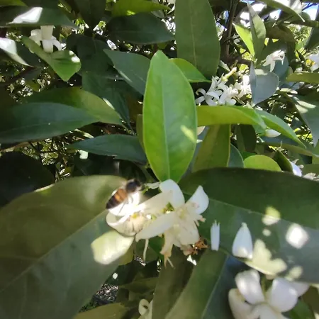 Pansiyon Flora çıralı