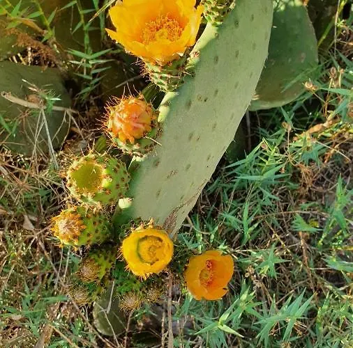 Flora Cirali * 凯梅尔