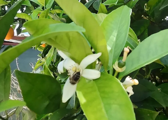 民宿 Flora Cirali *