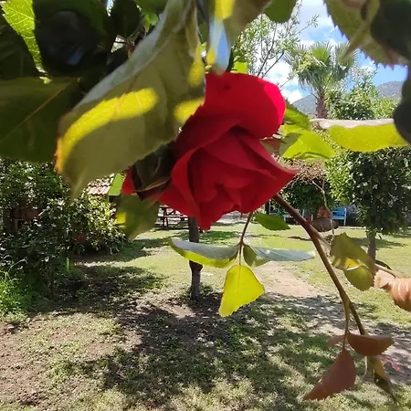 Flora Cirali * Κεμέρ
