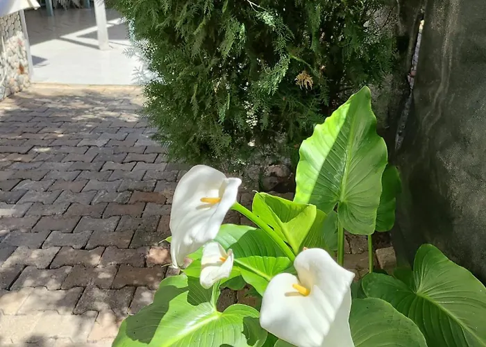 Homestay Flora Cirali