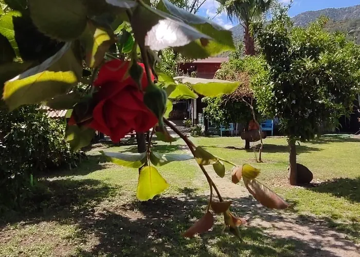 Flora Cirali * Kemer